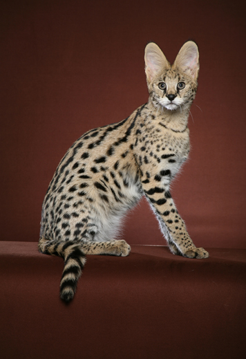 Bengal Cat Texas