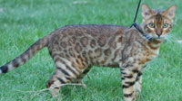 Bengal Cat Breed Information :: Urban Safari Cattery